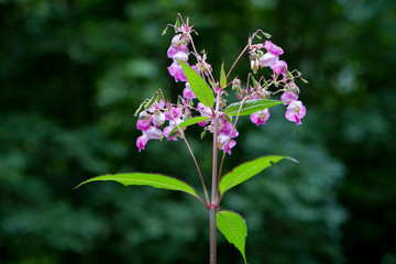 Fiori in mezzo alla natura