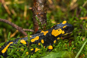 Feuer Salamander