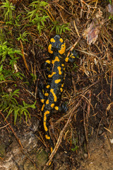 Feuer Salamander