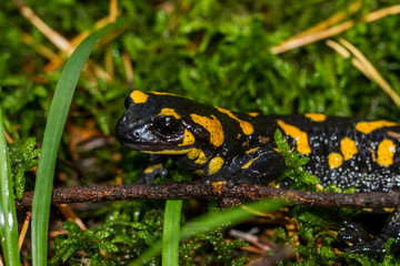 Feuer Salamander