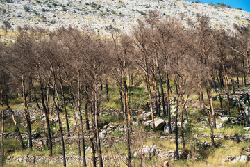 Scorched forest on the hill. Forest fires.