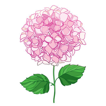 pink hydrangea flower stem white background clip art preview