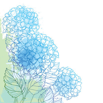 Vector corner bouquet of outline Hydrangea or Hortensia flower bunch and ornate foliage in blue and green on the pastel textured background. Contour garden plant Hydrangea for summer design.