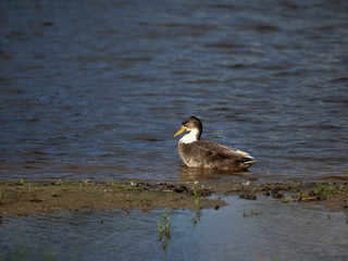 Bird in water