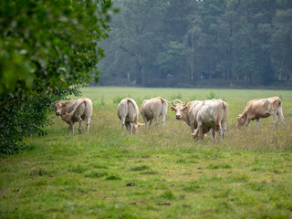 Naklejka na ściany i meble Cows in the Netherlands