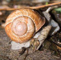 snail on a stone
