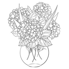 Vector vase with bouquet of outline Hydrangea or Hortensia flower bunch and ornate leaves in black isolated on white background. Contour garden plant Hydrangea for summer design and coloring book.