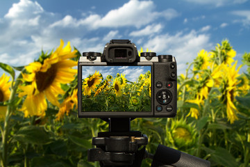 Camera and Field of beautiful sunflowers with blue sky and clouds