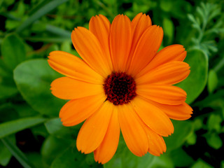 orange flower in the garden