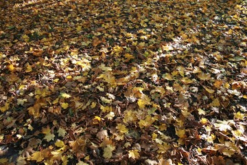 autumn leaves on ground