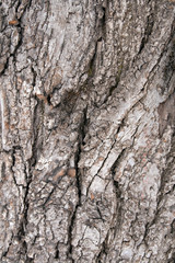 bark of a tree