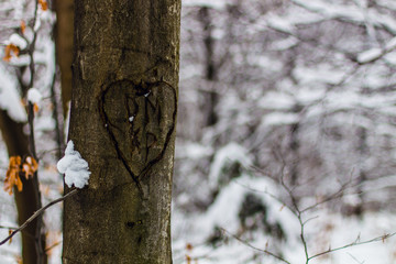drzewo © Filip