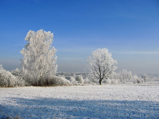 Obraz na płótnie Canvas winter landscape with trees and blue sky