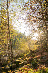 Sunlight through the Autumn Trees