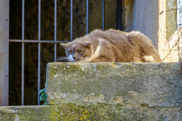 Chat tacheté gris et blanc dans la rue. 