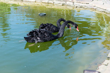 A loving couple of black swans are swimming in the park on the lake.