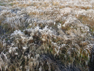 Frosty meadow