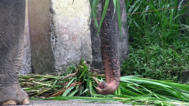 4K, Elephant without tusk is eating grass. Close up of an asiatic elephant with depigmented skin on the forehead. Asian elephant, Elephas maximus, eat in zoo of Southeast Asia-Dan