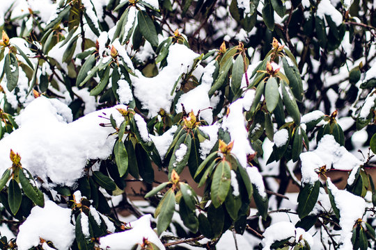 rododendron