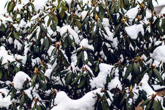 rododendron