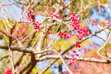 Plum blossoms in Yoyogi park