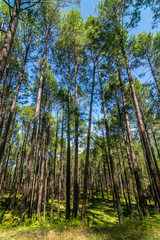 Pines Tree Forest - Sankri, Uttarakhand, India