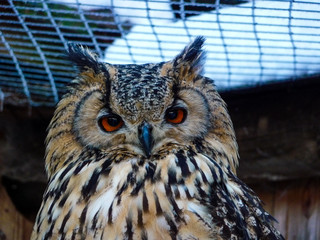Uhu (Bubo bubo) 