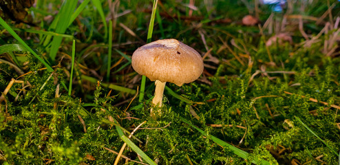autumn fungi