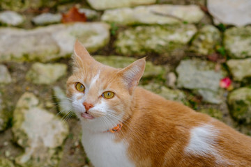 Joli chat tacheté, roux et blanc dans la rue. Gros plan.