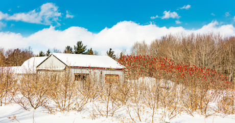 Fototapeta na wymiar Antique barn in rural Quebec Canada in a snowy seasonal background.