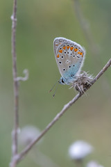 Lycaenidae / Çokgözlü Gök Mavisi / / Polyommatus bellargus
