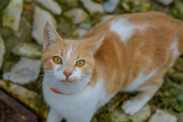 Joli chat tacheté, roux et blanc dans la rue. Gros plan.