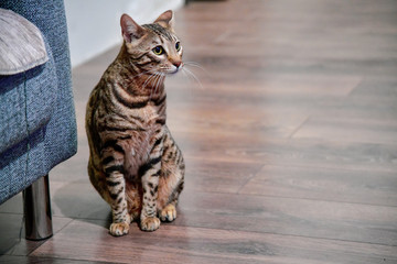 Naklejka premium bengalcat