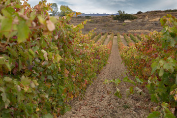 Fototapeta na wymiar Vineyard field in autumn