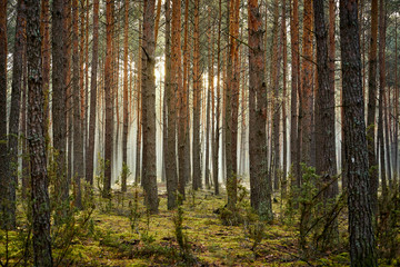 tall trees in a pine forest in an autumn morning