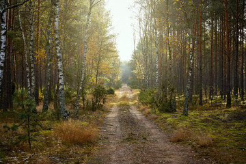 sandy road in a pine forest in the autumn morning