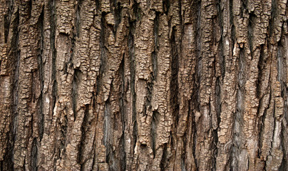 Texture of old barck of tree