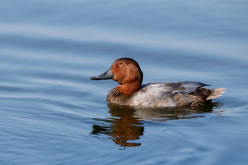 Common pochard male in autumn plumage swimming on water. Cute bright diving duck. Bird in wildlife.