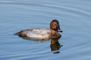 Common pochard male in autumn plumage swimming on water. Cute bright diving duck. Bird in wildlife.