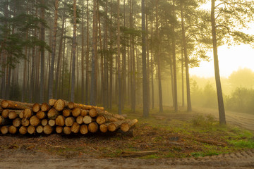 Real is beautiful. Fresh early morning mist in the forest. Beautiful sunrise in the woods cutting...