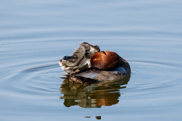 Common pochard male in autumn plumage swimming on water. Cute bright diving duck. Bird in wildlife.