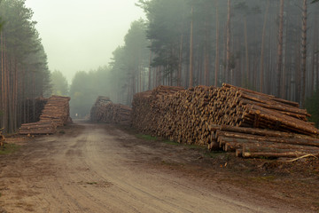 Real is beautiful. Fresh early morning mist in the forest. Beautiful sunrise in the woods cutting...