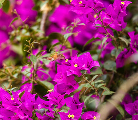 Fototapeta premium Rufous Hummingbird Male feeding of a Bougainvillea plant, in central Mexico.