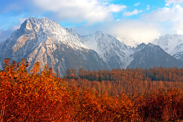 Spectacular Mountain Peaks covered in first snow above leafless Poplar Forest and fiery red...