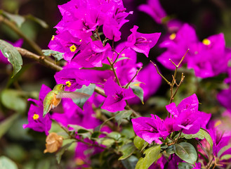 Rufous Hummingbird Male feeding of a Bougainvillea plant, in central Mexico.