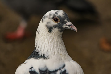 Colourful pigeons
