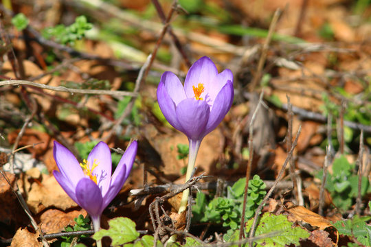 Crocus, colchique violet