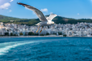 Seagull flying over sea port