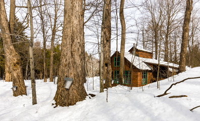 Sugar shack. Deep in a boreal forest Quebec Canada  lies this deserted sugar shack frozen in the deep mid winter. - 231403853
