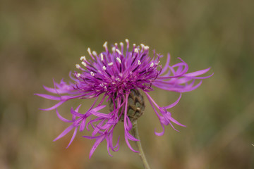 Kornblume im Herbst